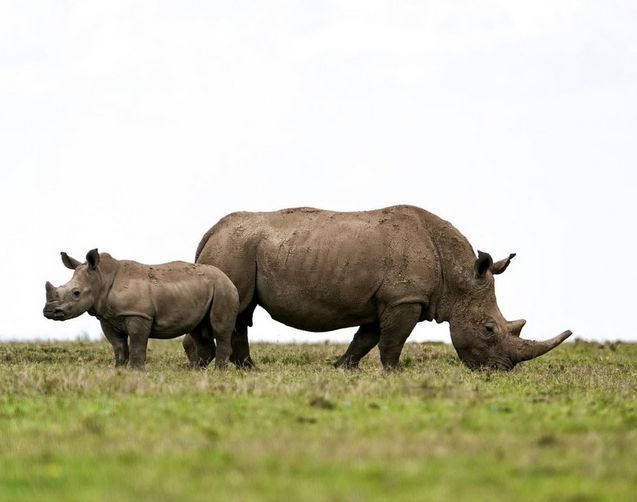 the wilds baby and adult rhino